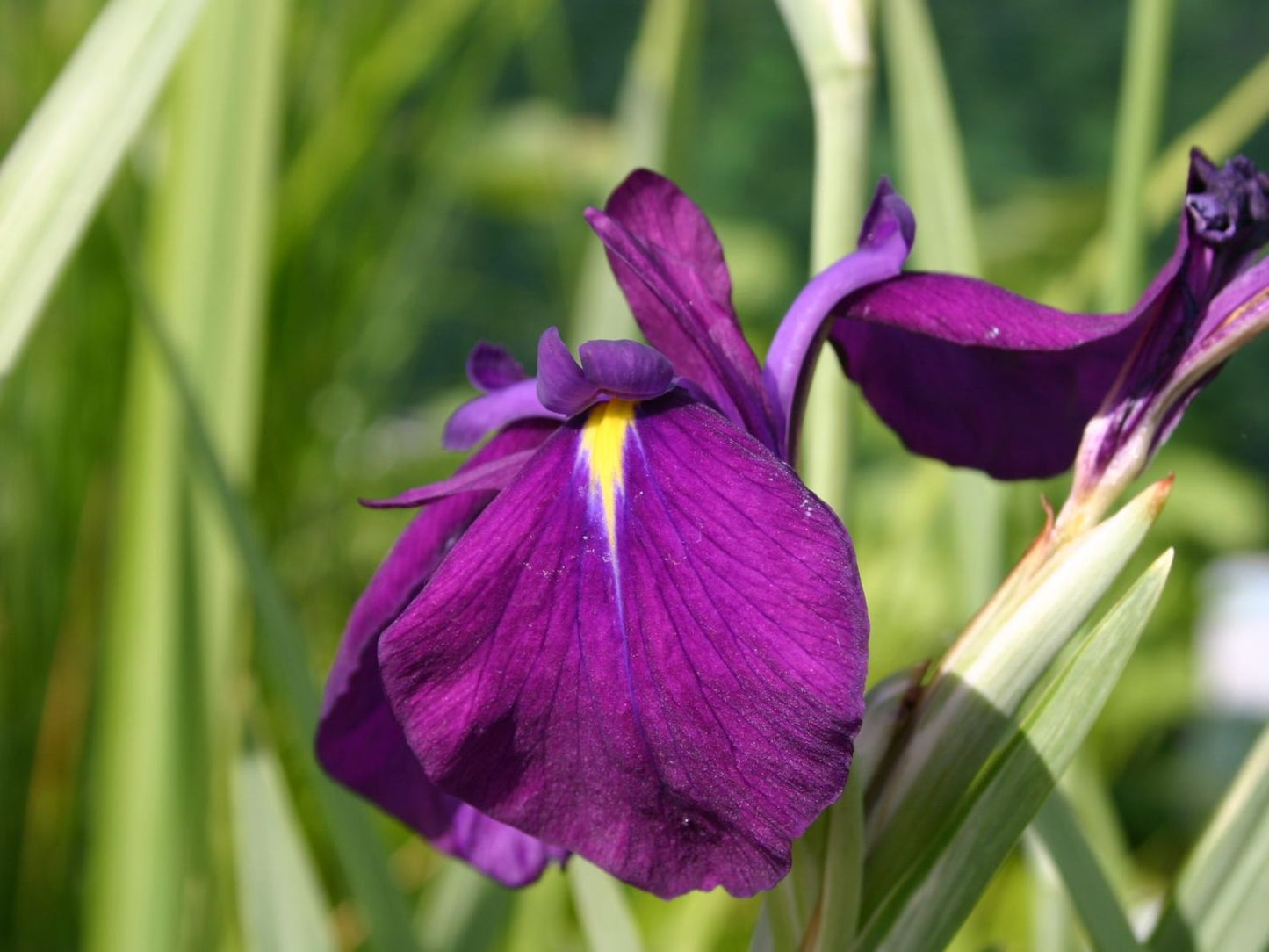 Iris ensata ‘Variegata’ - BP050 Packs