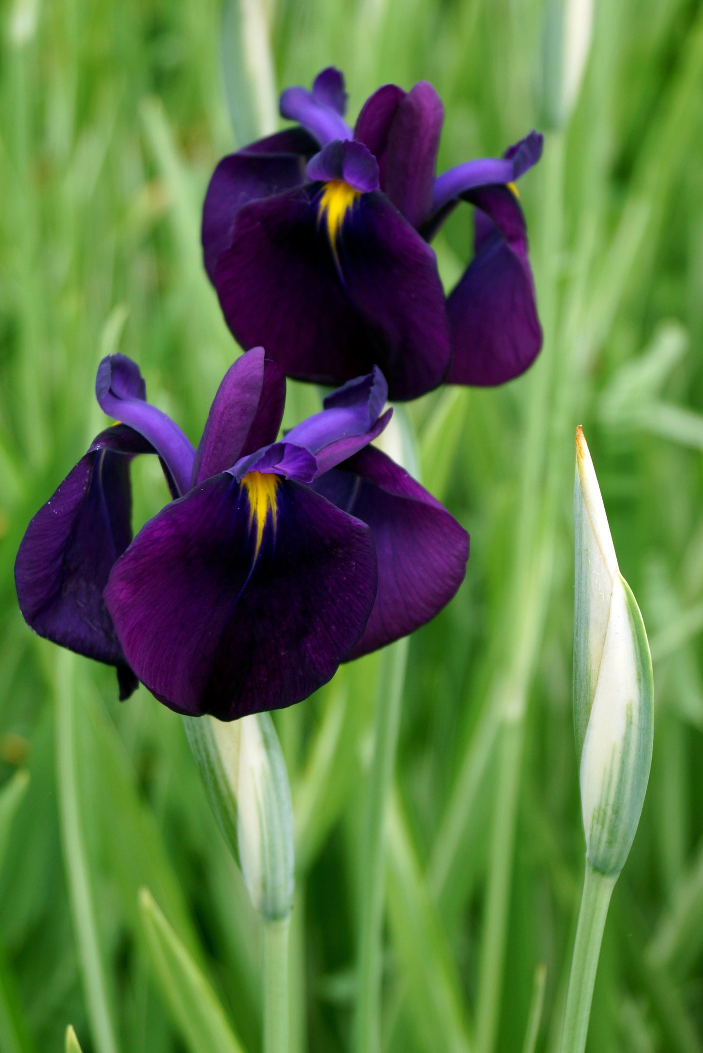 Iris ensata ‘Variegata’ - BP050 Packs