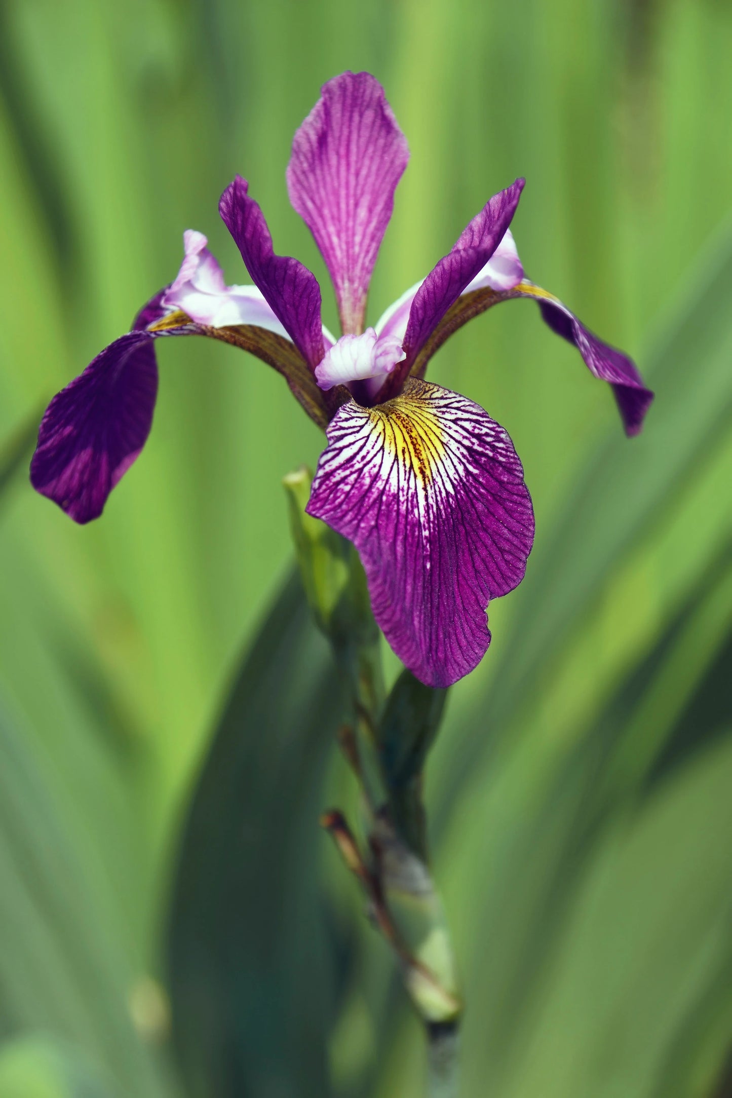 Iris versicolor 'Kermesina' - MP063 Packs