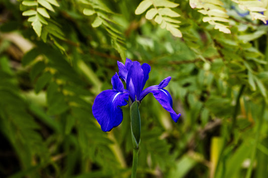 Iris laevigata 'blue' - Marginal Pond Plants - MP048