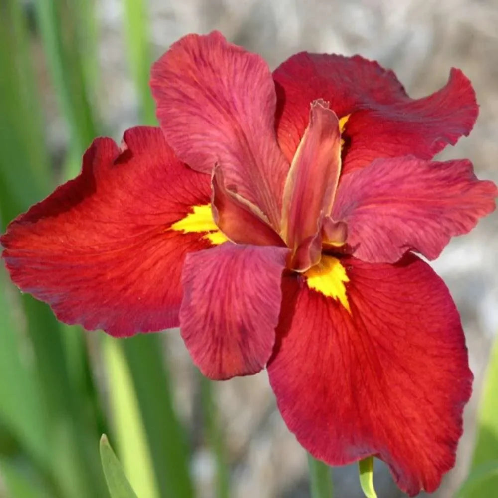 Iris louisiana 'Ann Chowning' - MP050 Packs