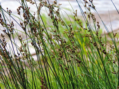 Juncus inflexus (Hard rush) - Marginal Pond Plants - MP067