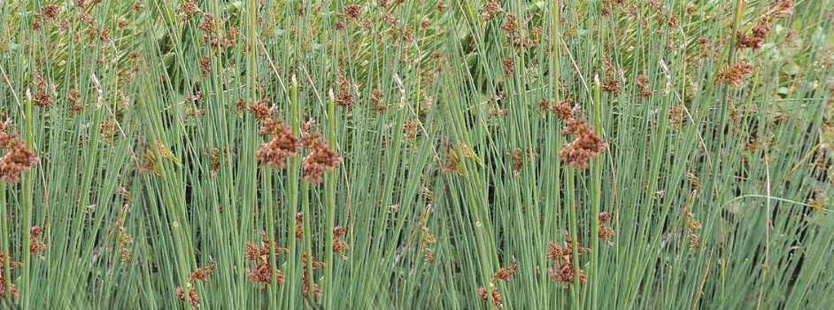 Juncus inflexus (Hard rush) - Marginal Pond Plants - MP067