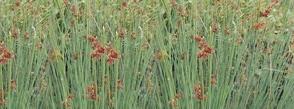Juncus inflexus (Hard rush) - Marginal Pond Plants - MP067