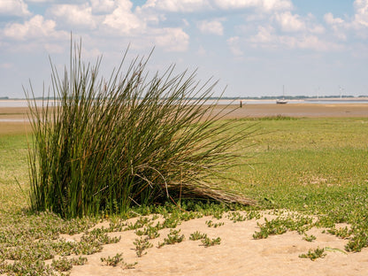 Juncus Maritimus (Sea rush) - MP067A Packs