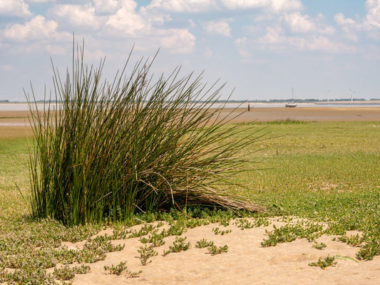 Juncus Maritimus (Sea rush) - MP067A Packs