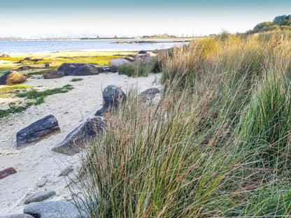 Juncus Maritimus (Sea rush) - MP067A Packs