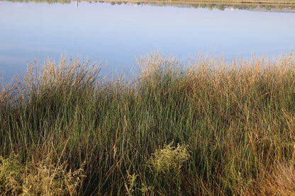 Juncus Maritimus (Sea rush) - MP067A Packs