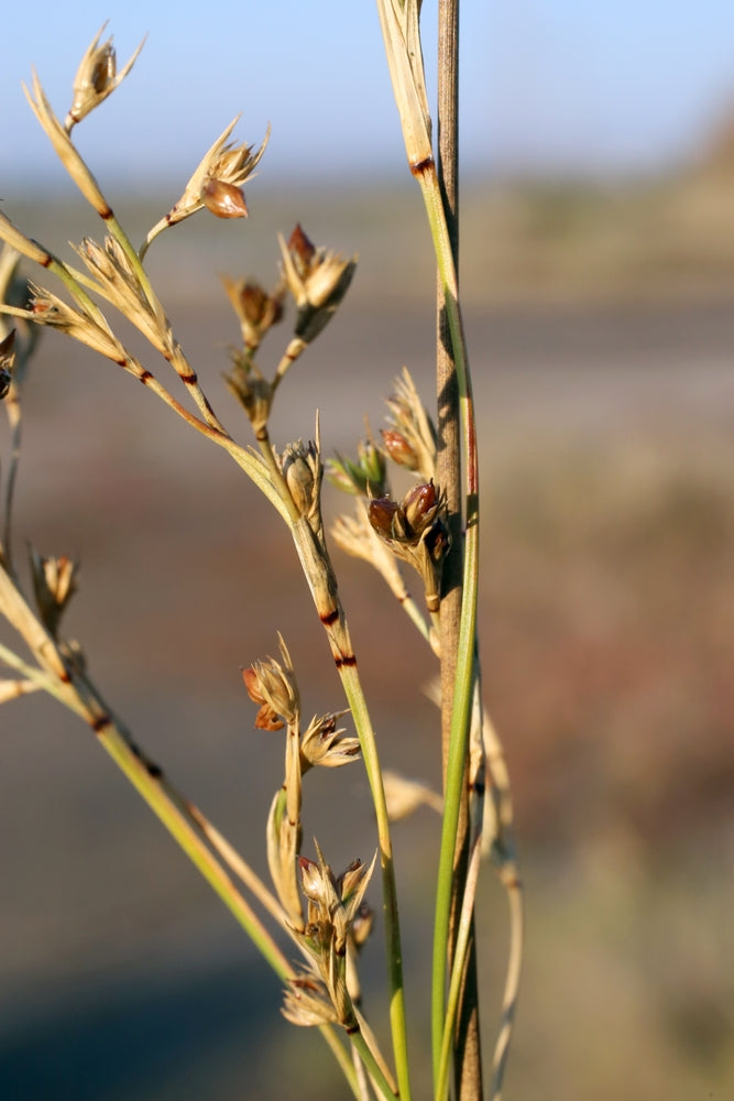 Juncus Maritimus (Sea rush) - MP067A Packs