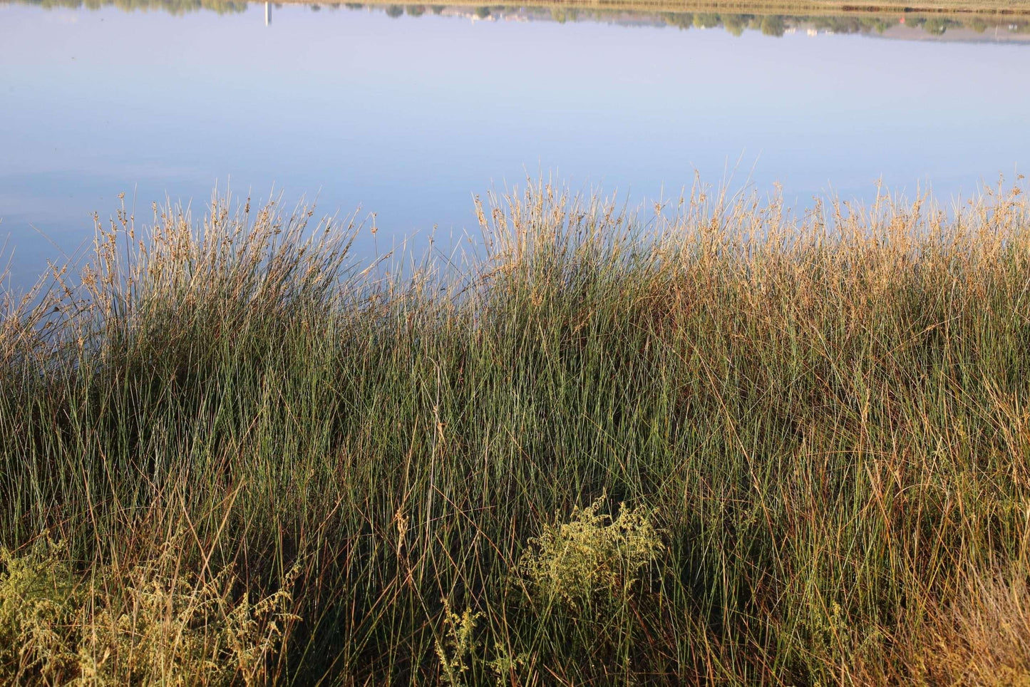 Juncus maritimus (Sea rush) - Marginal Pond Plants - MP067A