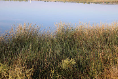Juncus maritimus (Sea rush) - Marginal Pond Plants - MP067A