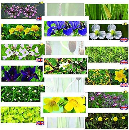 Premium Pond Starter Packs - Pond topup Packs - Oxygenating - Compost and Pots