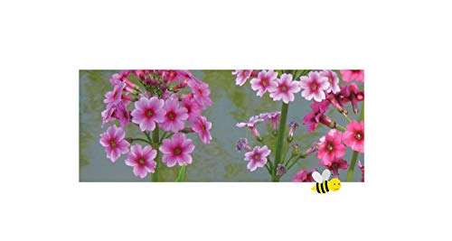 Primula Japonica - Marginal Pond Plants - BP098