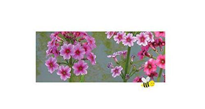 Primula Japonica - Marginal Pond Plants - BP098