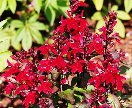 Lobelia Queen Victoria (Red leaved lobelia) - Marginal Pond Plants - MP068