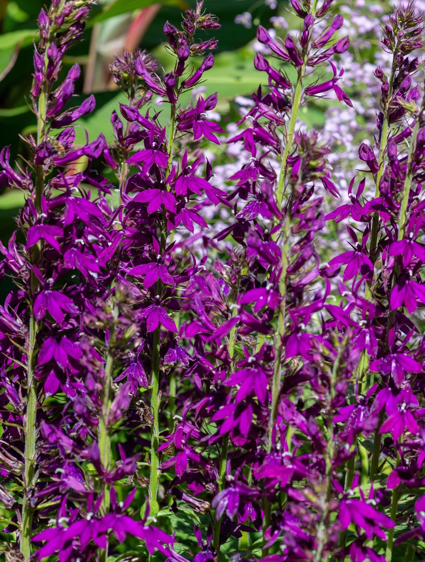 Lobelia vedrariensis (Purple lobelia) - Marginal Pond Plants - MBP074
