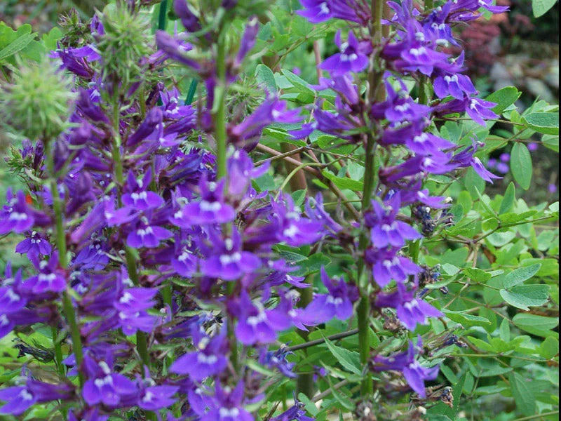 Lobelia vedrariensis (Purple lobelia) - MBP074 Packs
