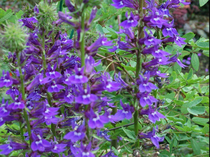 Lobelia vedrariensis (Purple lobelia) - MBP074 Packs