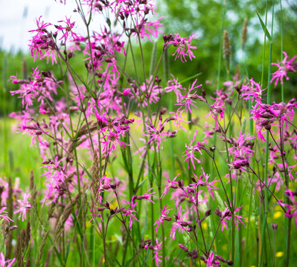 Lychnis flos-cuculi (Ragged robin) - Marginal Pond Plants - MP069