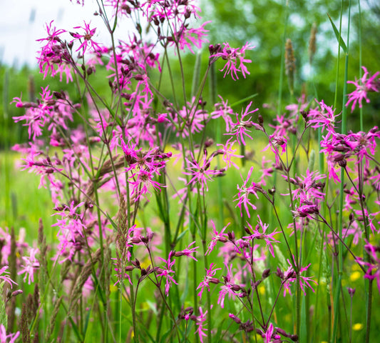 Lychnis flos-cuculi (Ragged robin) - Marginal Pond Plants - MP069