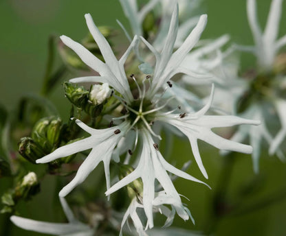 Lychnis flos-cuculi alba (White ragged robin) - Marginal Pond Plants - MP070