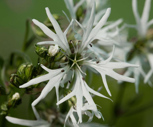 Lychnis flos-cuculi alba (White ragged robin) - Marginal Pond Plants - MP070