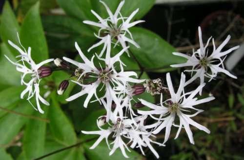 Lychnis flos-cuculi alba (White ragged robin) - Marginal Pond Plants - MP070