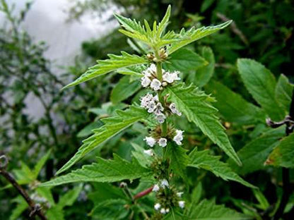 Lycopus europaeus (Gypsywort) - Marginal Pond Plants - MP071