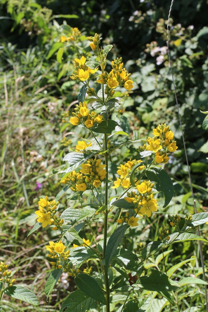 Lysimachia Vulgaris - Marginal Pond Plants - MP075A