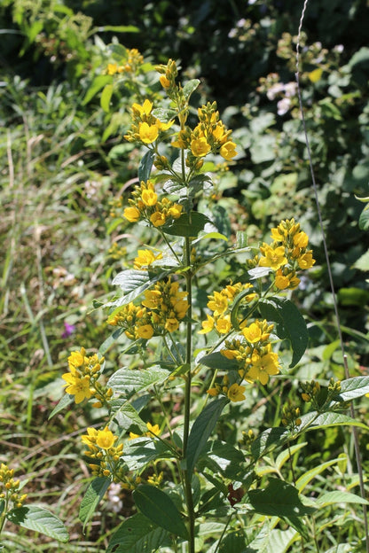Lysimachia Vulgaris - Marginal Pond Plants - MP075A