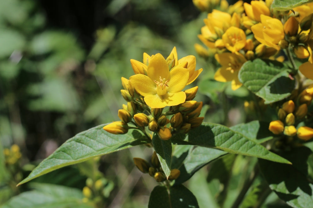 Lysimachia Vulgaris - Marginal Pond Plants - MP075A