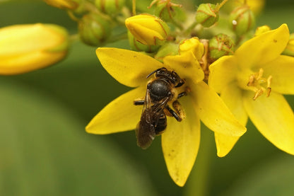 Lysimachia Vulgaris - Marginal Pond Plants - MP075A