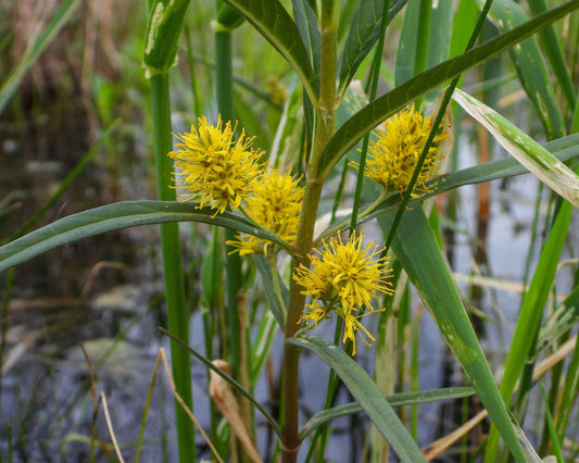 Lysimachia thyrsiflora (Tufted loosestrife) - Marginal Pond Plants - MP075