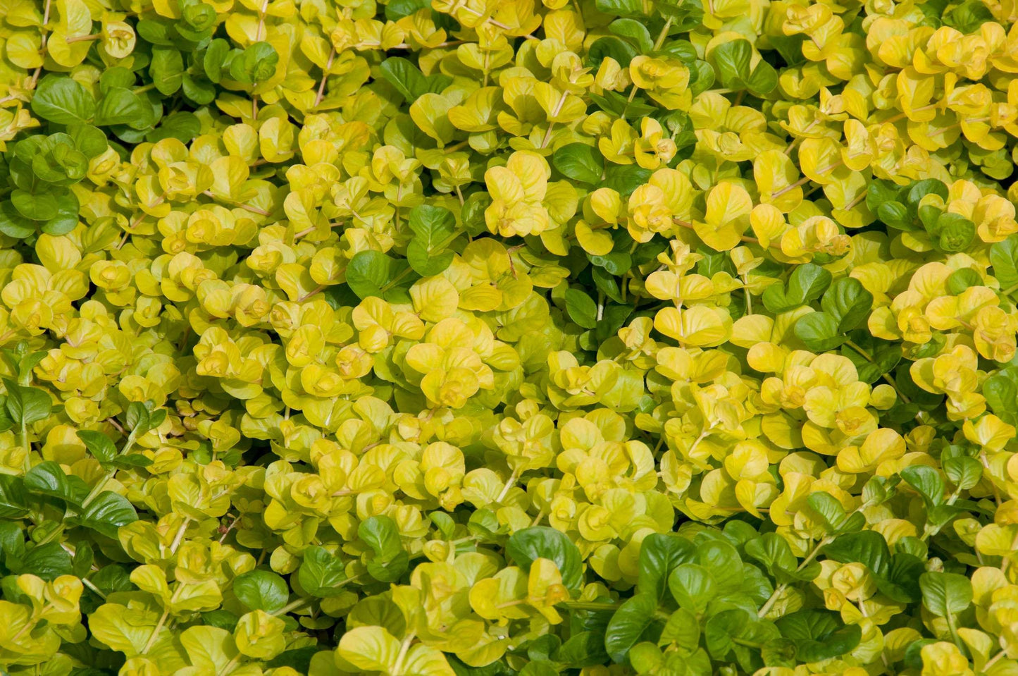 Lysimachia nummularia aurea - Marginal Pond Plants - MP074