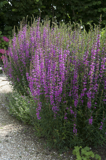 Lythrum Salicaria Robert (Loosestrife) - MBP077A Packs