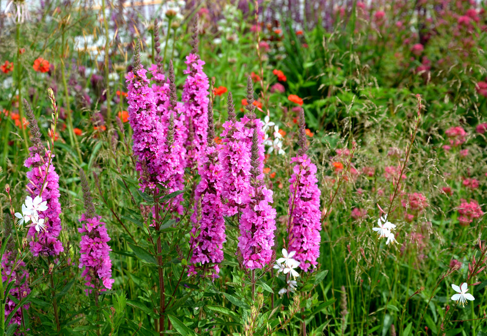 Lythrum Salicaria Robert (Loosestrife) - MBP077A Packs