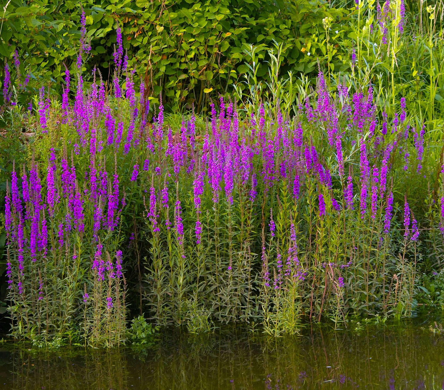 Lythrum salicaria (Purple loosestrife) - Marginal Pond Plants - MBP077