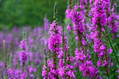 Lythrum salicaria (Purple loosestrife) - Marginal Pond Plants - MBP077