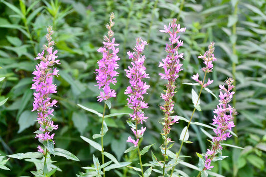 Lythrum Salicaria 'Rosy Gem' - MBP079 Packs