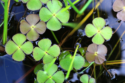 Marsilea quadrifolia (Water shamrock or Upright water clover) - Marginal Pond Plants  - Pond Plants - Water Plants - OX014