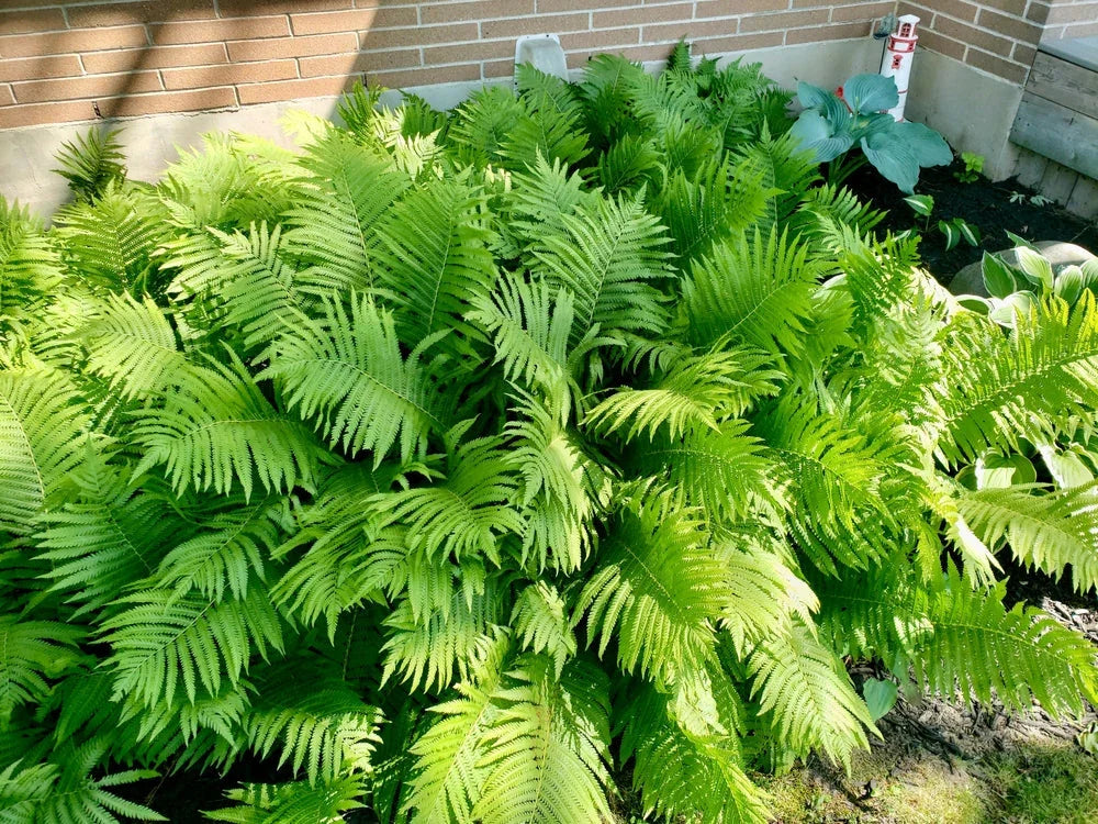 Matteuccia struthiopteris - Marginal Pond Plants - BP080