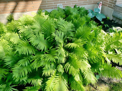 Matteuccia struthiopteris - Marginal Pond Plants - BP080