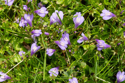 Mazus reptans (Chinese marshflower) - Marginal Pond Plants - BP081