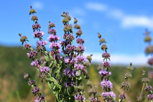 Mentha pulegium (Pennyroyal) - Marginal Pond Plants - MP077