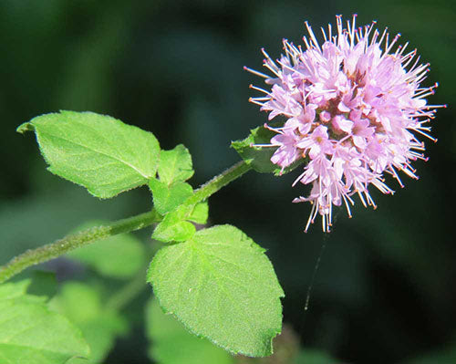 Mentha aquatica (Water mint) - MP076 Packs