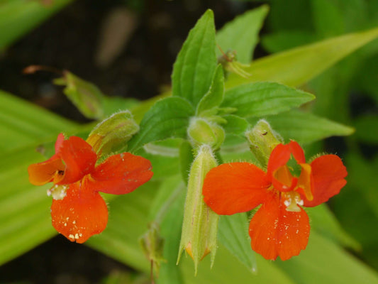 Mimulus cardinalis (Scarlet monkey flower) - Marginal Pond Plants - MP079