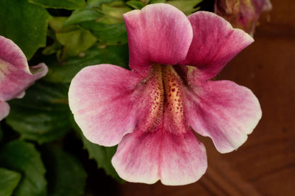 Mimulus cupreus ‘Red Emperor’ - Marginal Pond Plants - MP080