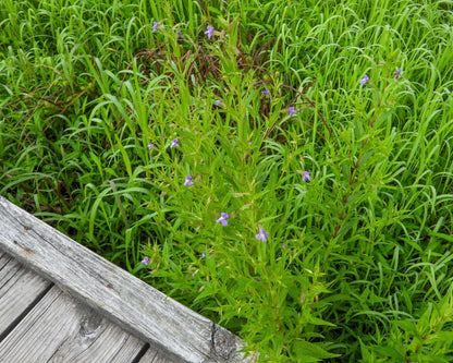Mimulus ringens (Lavender musk) - Marginal Pond Plants - MP082