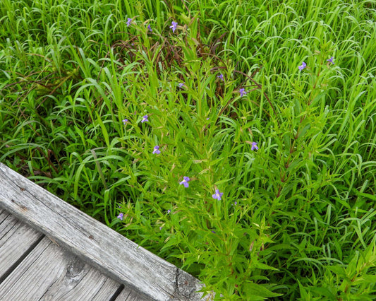 Mimulus ringens (Lavender musk) - Marginal Pond Plants - MP082