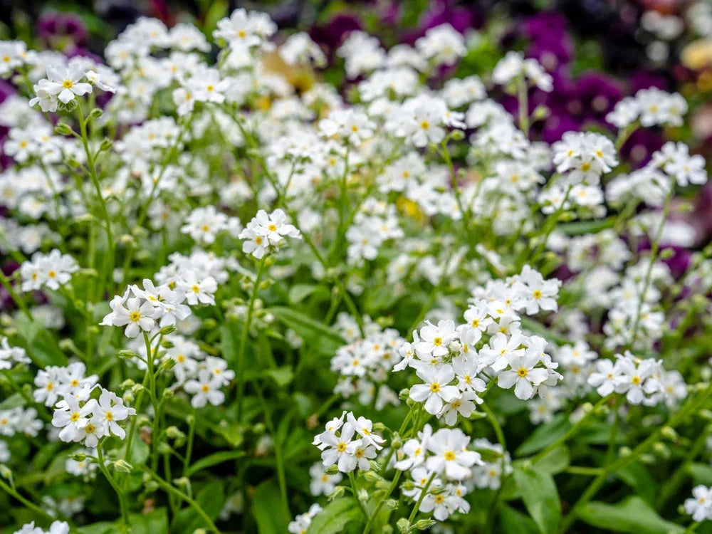Myosotis Scorpioides White - BP087 Packs